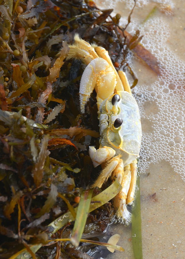 Crab and Seaweed -Portrait Orientation Photograph by Carla Parris
