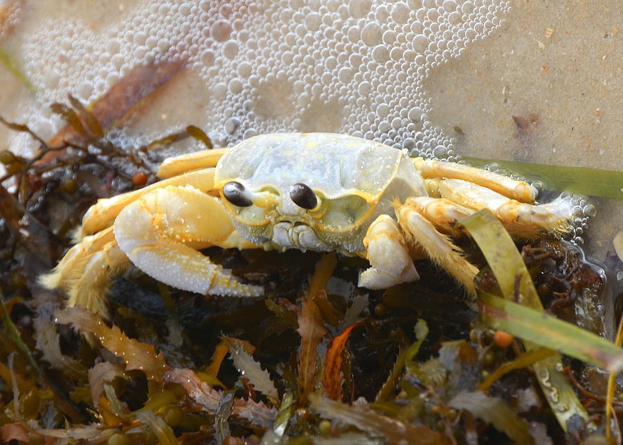 Crab and Seaweed - Landscape Orientation Photograph by Carla Parris
