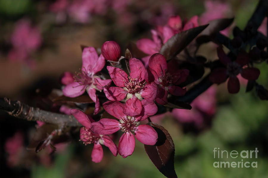 Crab Apple Blossom Photograph by Elaine Teague