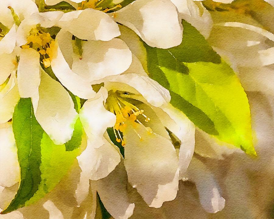 Crab Apple Blossoms Painterly Mixed Media by Susan Rydberg