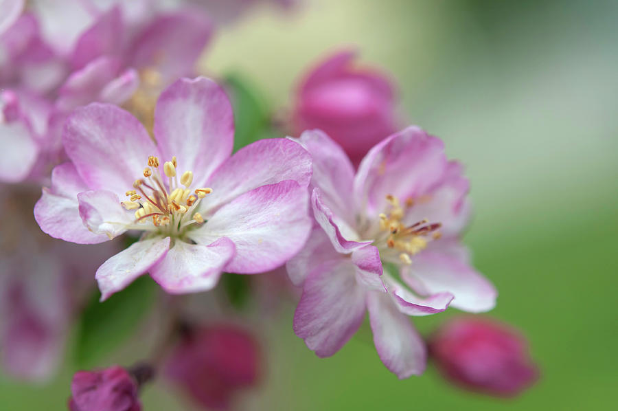 Crab Apple Coralburst Blooms 1 Photograph by Jenny Rainbow