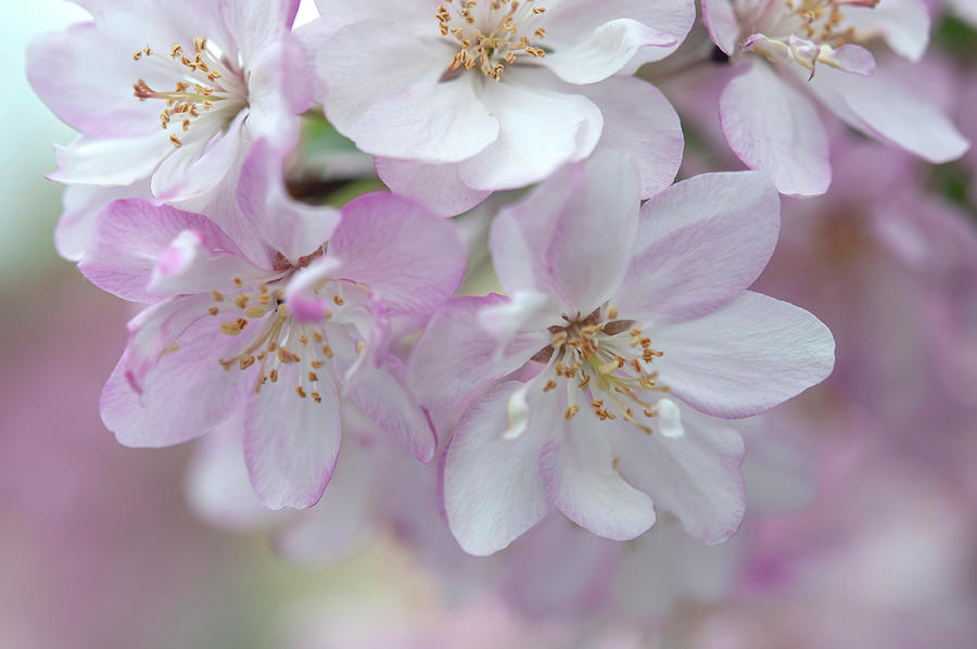 Crab Apple Coralburst Blooms Photograph by Jenny Rainbow