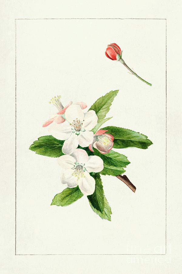 Nature Painting - Crab Apple Flower Malus 1910 by James Mrion Shull by Shop Ability