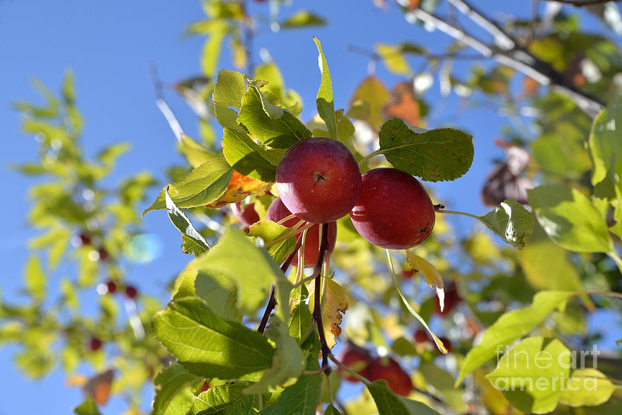 Crab Apple From Below Photograph by Kae Cheatham
