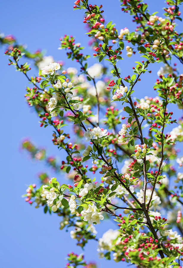 Crab Apple Tree Blossoms Photograph by Rachel Morrison
