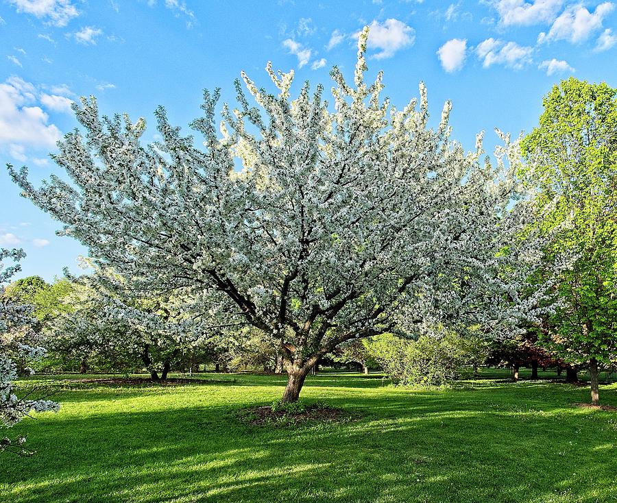 Flower Photograph - Crab Apple Tree in Flower, UW Arboretum, Madison, WI. by Steven Ralser