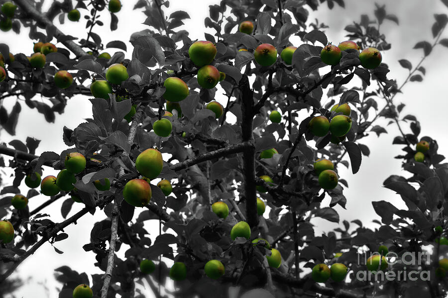 Crab Apple Tree - Selective Colour Photograph by Yvonne Johnstone