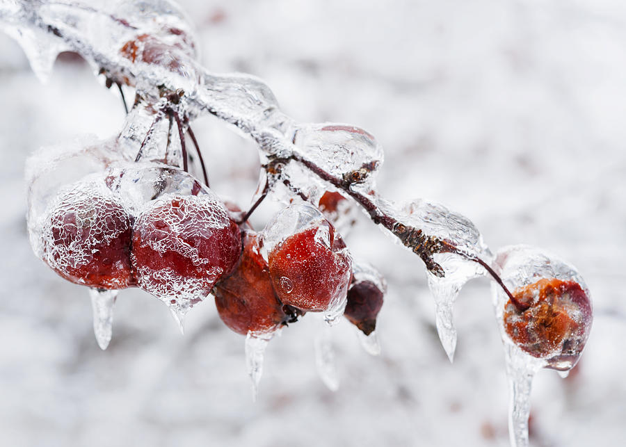 Nature Photograph - Crab apples on icy branch by Elena Elisseeva
