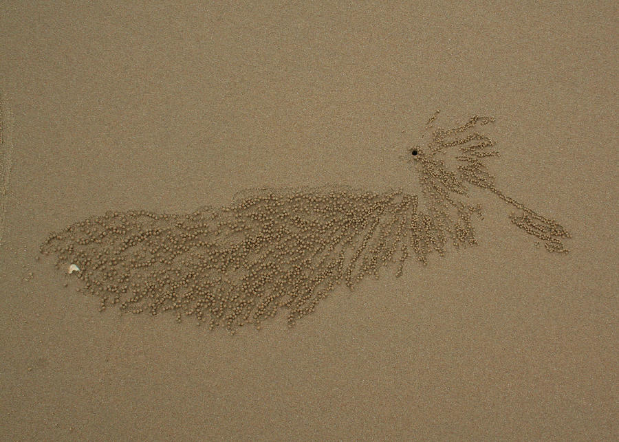 Sand Art Series - Crab Art Photograph by Maryse Jansen