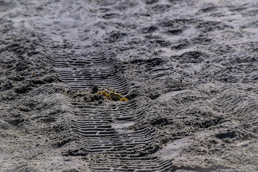 Crab at the Beach at Outer Banks Photograph by Adam Modena - Pixels