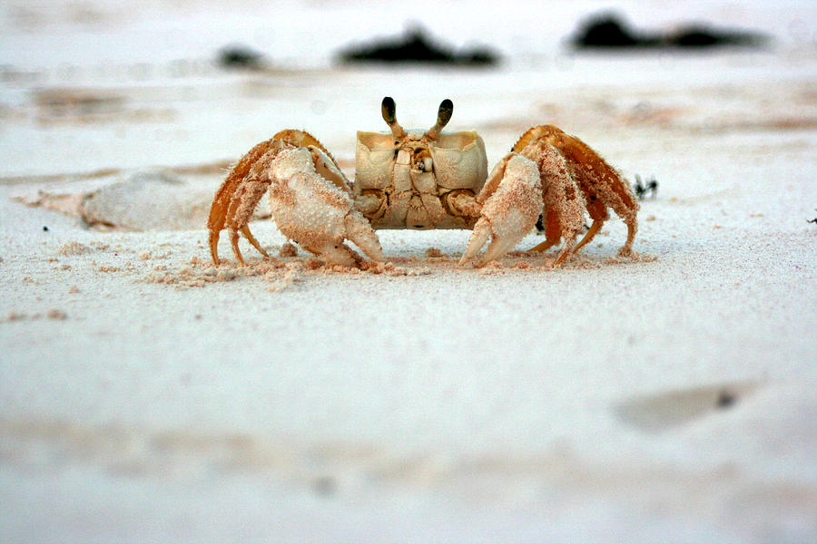 Crab at the beach Photograph by JVP photography