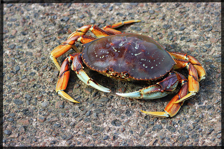 Crab At Westport Washington Digital Art by Tom Janca