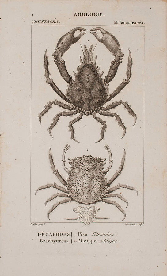 Crab c, 1816 Digital Art by Kim Kent
