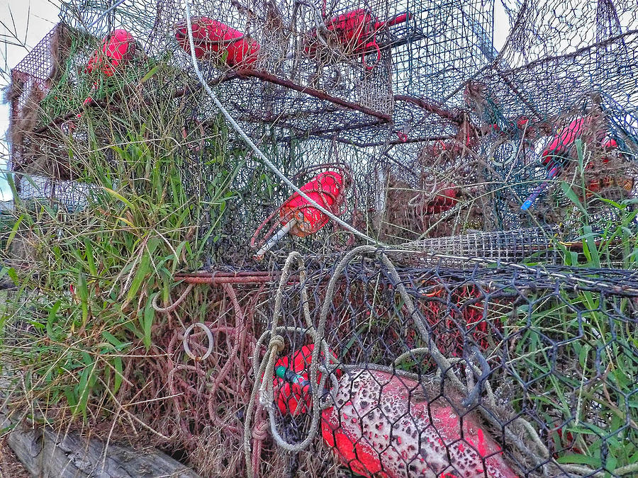 Crab Catcher Photograph by Anthony Davis Fine Art America