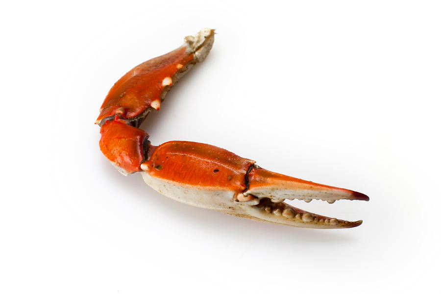 Crab claw isolated on a white background Photograph by Okrad
