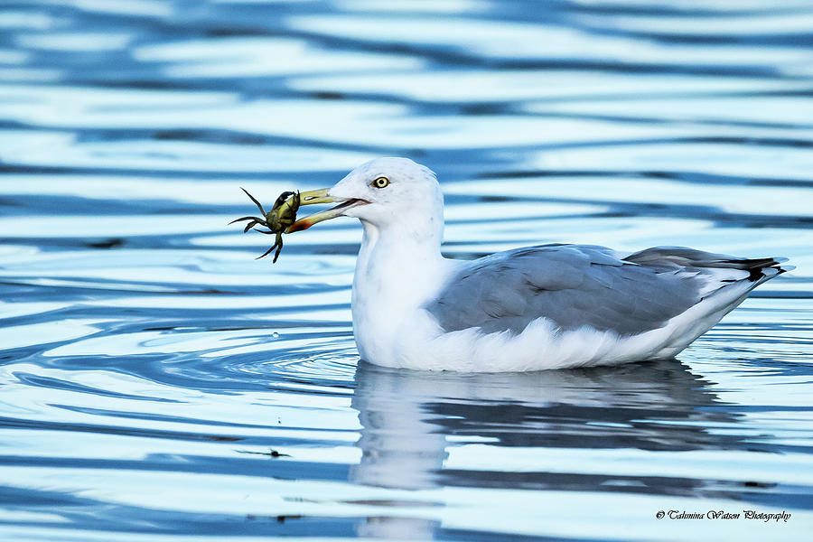 Crab Dinner Photograph by Tahmina Watson | Fine Art America