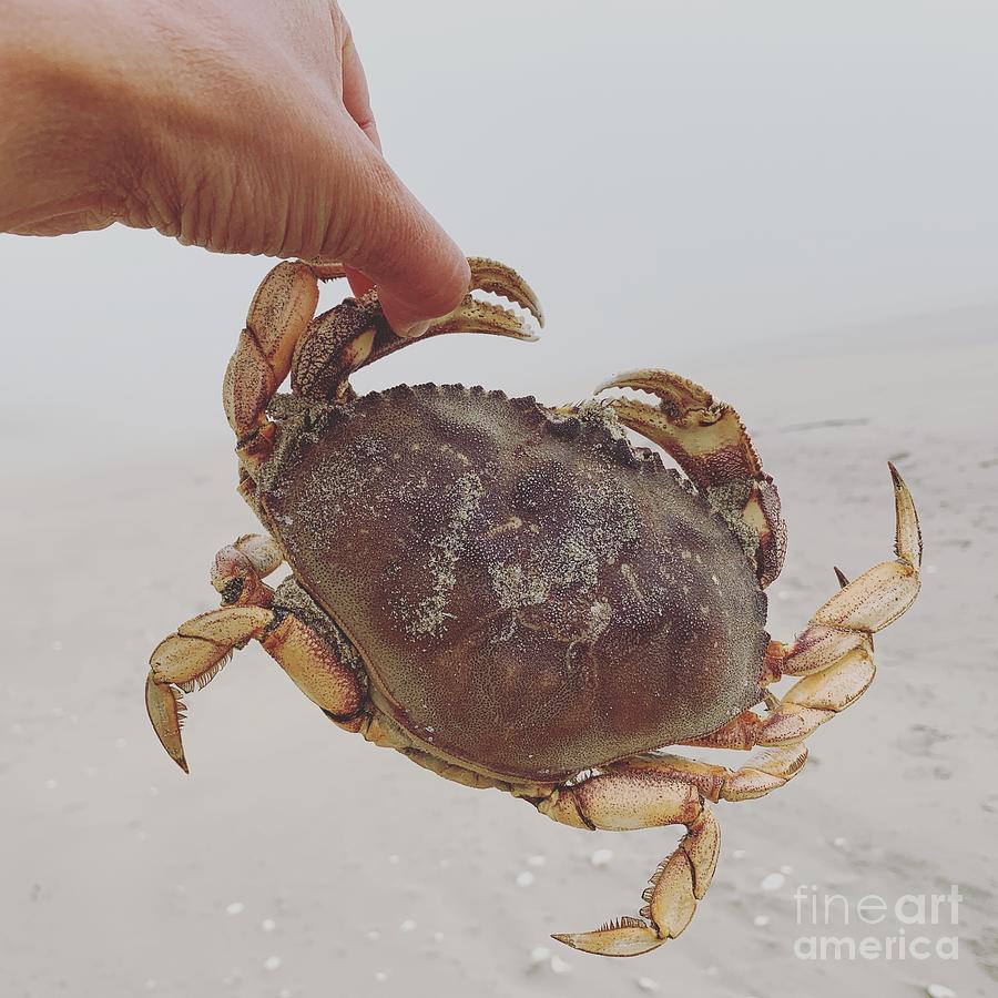 Crab Photograph by Dorota Nowak