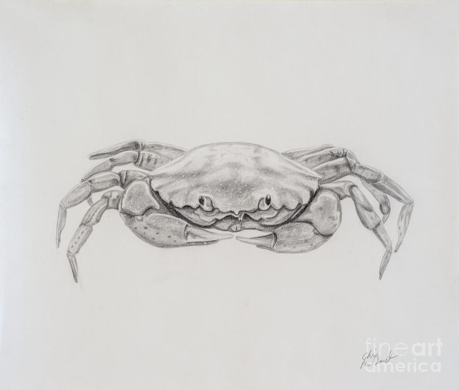 Crab Drawing Drawing by Chris MacDonald Fine Art America