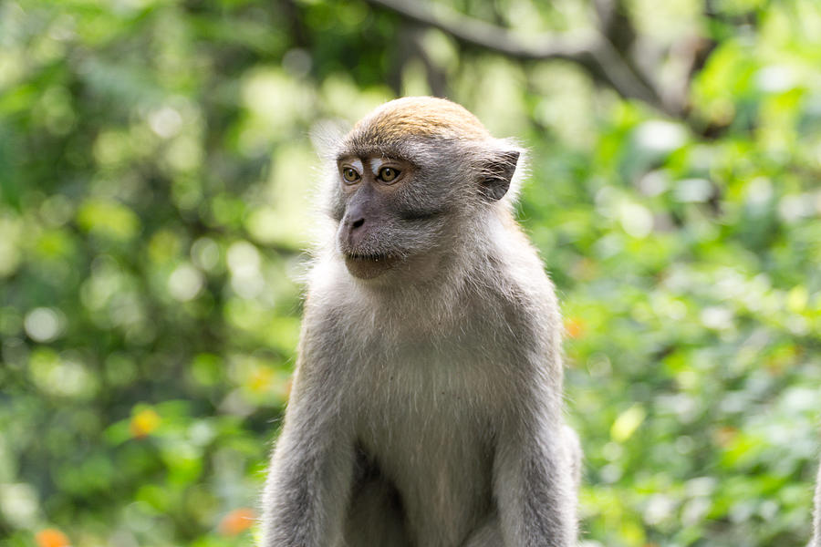 Crab eating macaque also known as long tailed macaque Photograph by Hendra Su