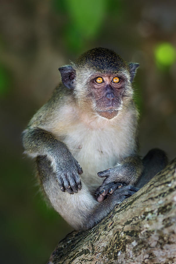 Crab-eating macaque - Macaca fascicularis Photograph by Olivier Parent