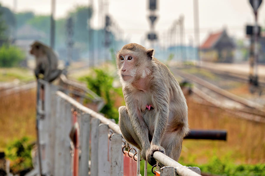 Crab-eating macaque on a fence Photograph by Fabrizio Troiani