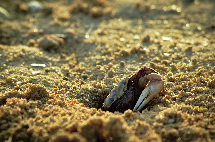 Crab hiding in the beach sand Photograph by Angelo DeVal