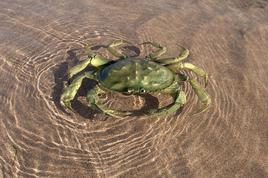 Crab Photograph by JohnGollop
