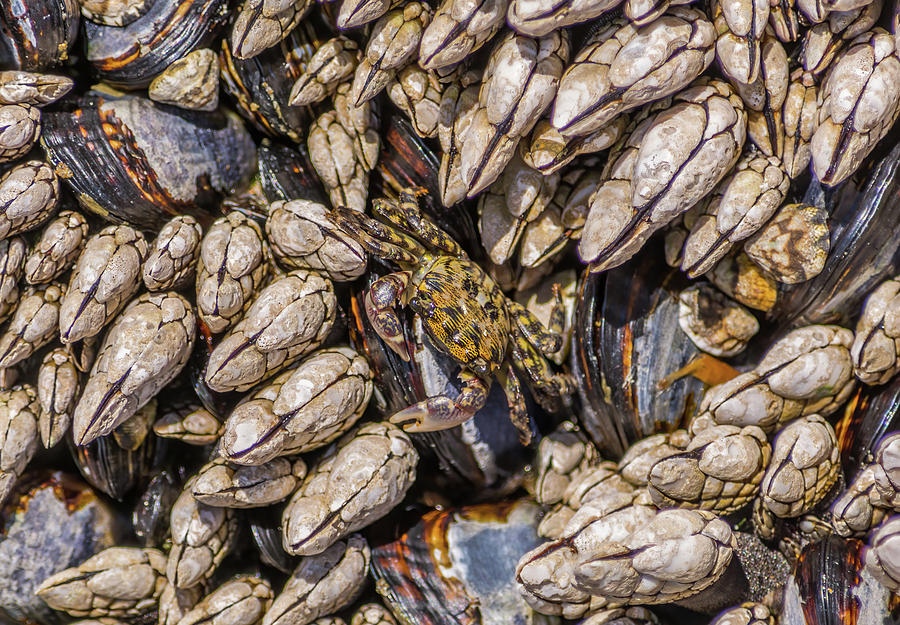 Crab Nestled Among Barnacles And Mussels Photograph