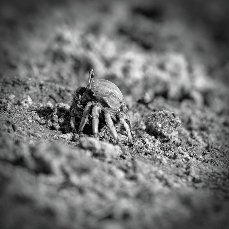 Crab on the beach sand Photograph by Angelo DeVal
