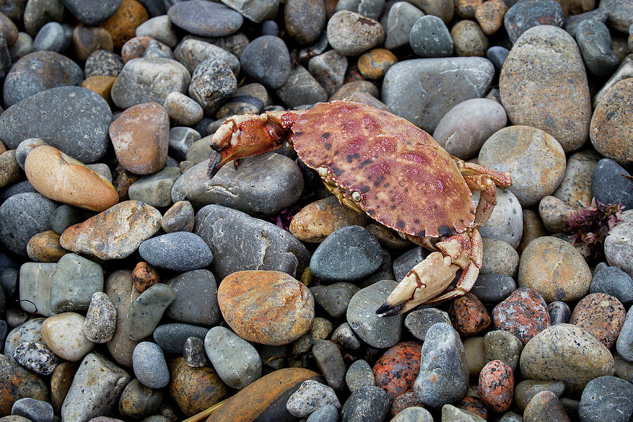 Crab Shell Photograph by Denise Kopko