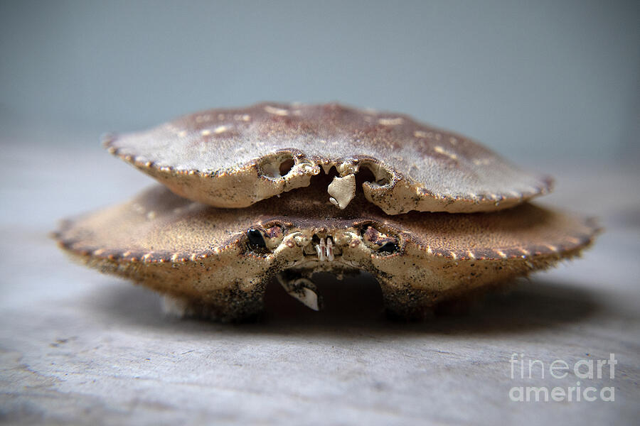 Crab Skulls Photograph by Denise Deiloh