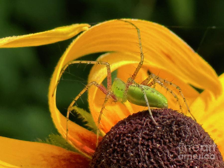 Crab Spider Photograph by Catherine Wilson
