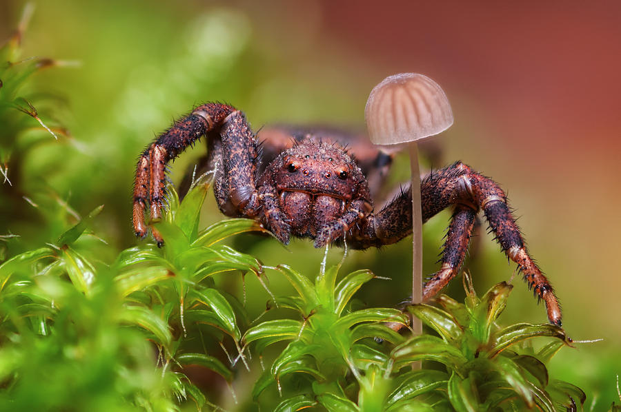Crab spider with a mushroom in the forrest Photograph by M3ss