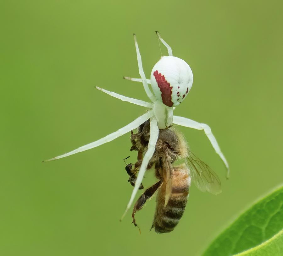 Crab Spider With Honey Bee Photograph by Kirk Riedel - Fine Art America