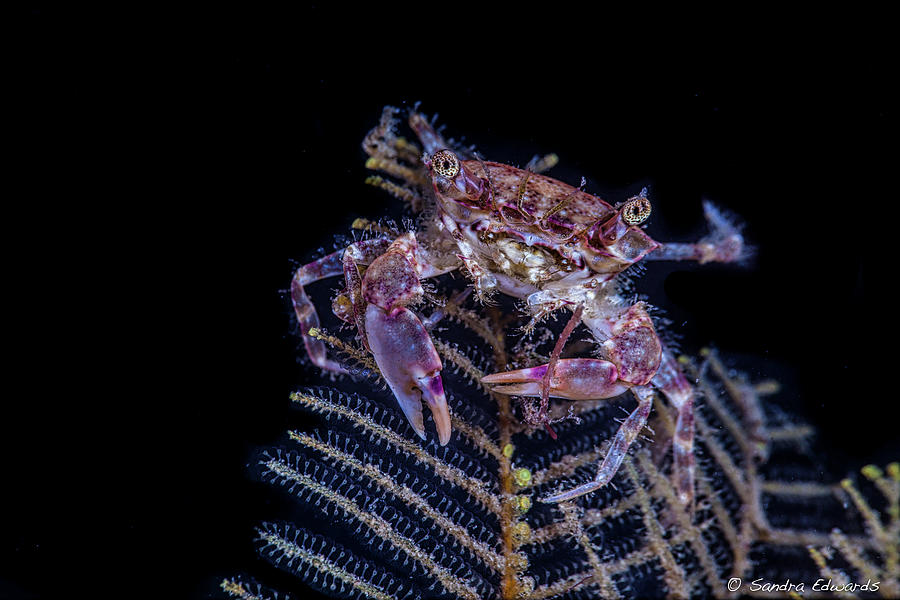 Crab Staring At You Photograph by Sandra Edwards