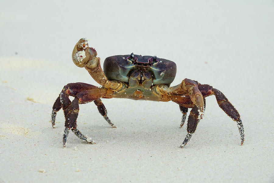 Crab with raised claw ready to attack Photograph by Mikhail Kokhanchikov