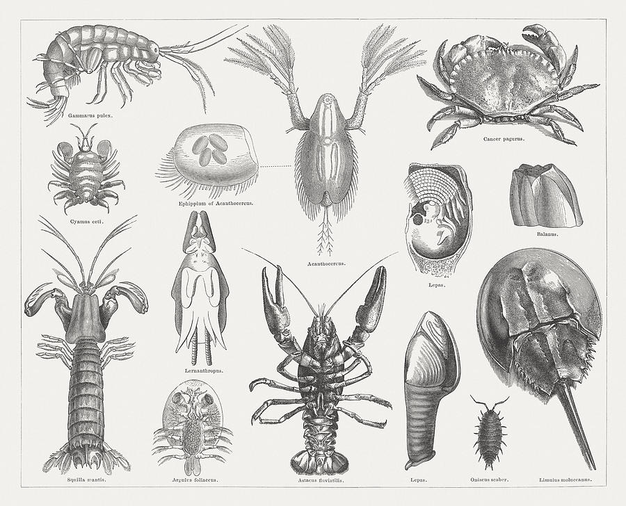 Crab, wood engravings, published in 1877 Drawing by Zu_09