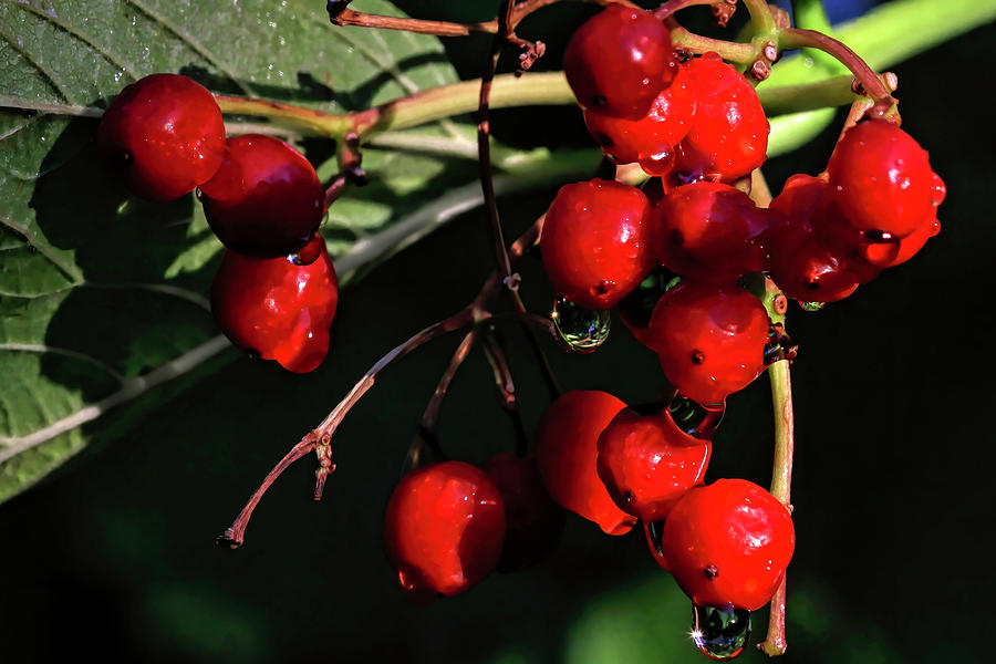 Crabapple Berries Photograph by Donna Kennedy