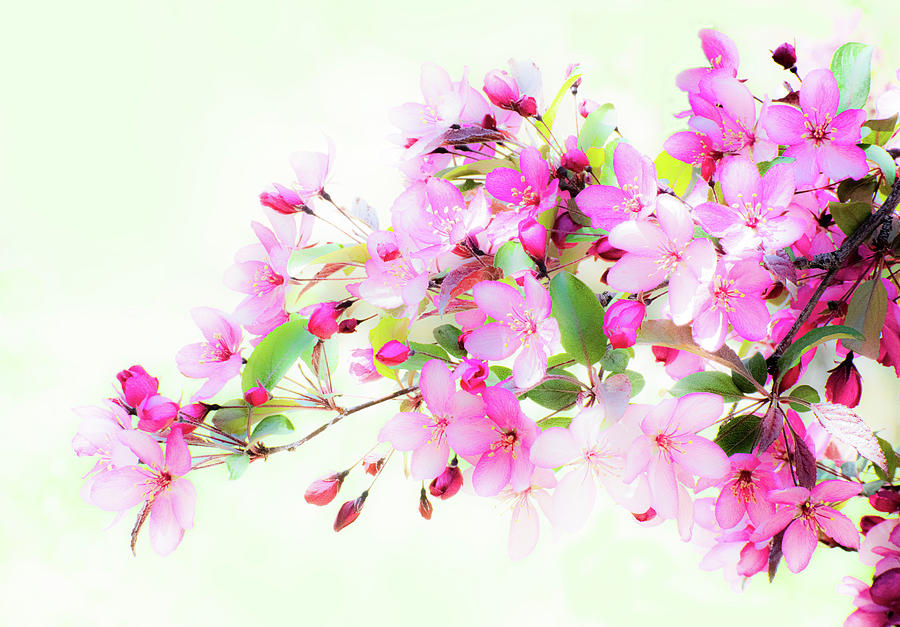 Crabapple Blossom Photograph by Len Bomba