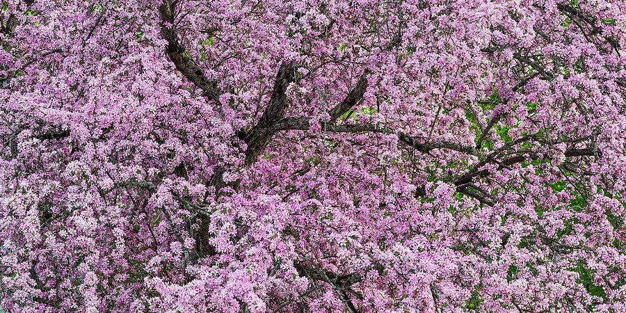 Crabapple Blossom Panorama Photograph