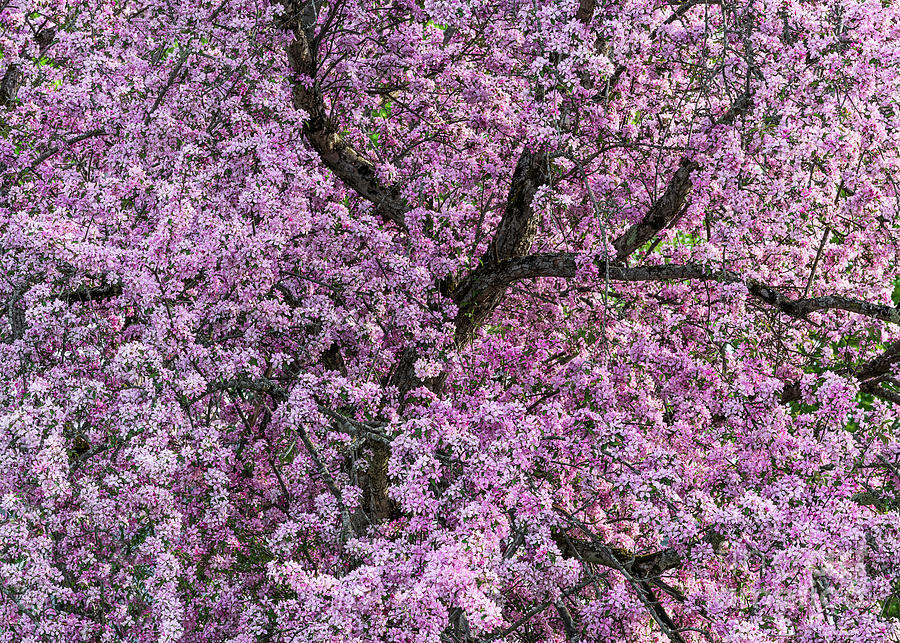 Crabapple Blossoms Photograph by Alan L Graham