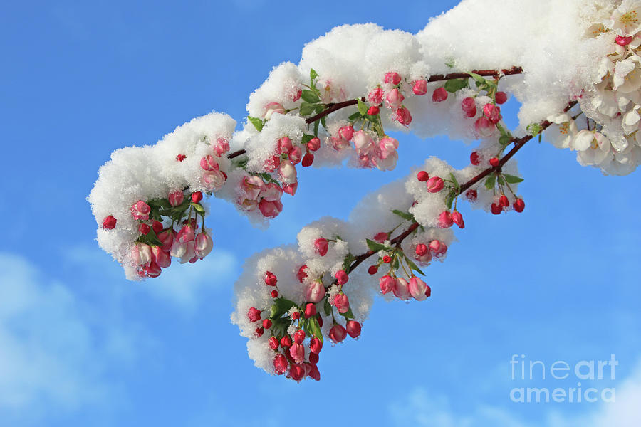 Crabapple Blossoms and April Snow 2271 Photograph by Jack Schultz
