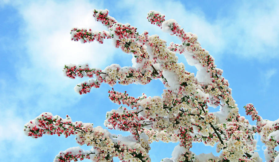 Crabapple Blossoms and April Snow 2273 Photograph by Jack Schultz