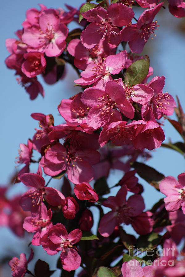 Flower Photograph - Crabapple Blossoms by E B Schmidt
