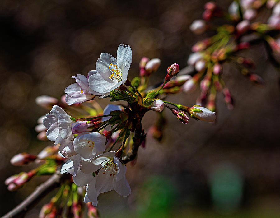 Crabapple Blossoms Photograph