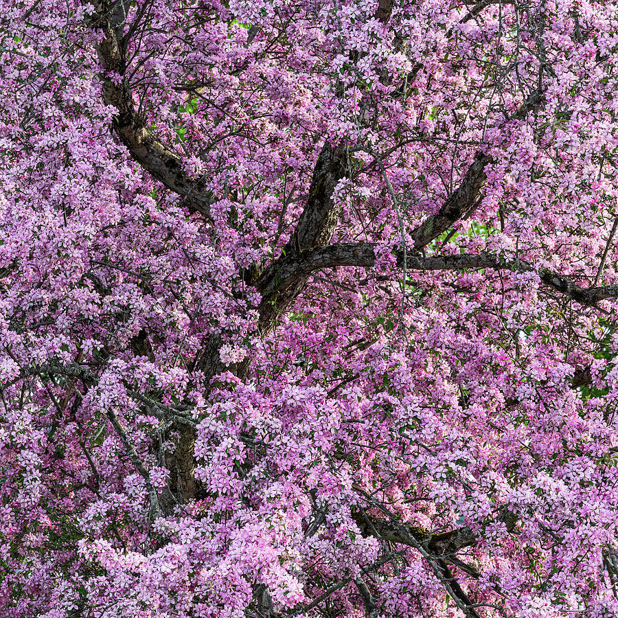 Crabapple Blossoms Square Photograph by Alan L Graham