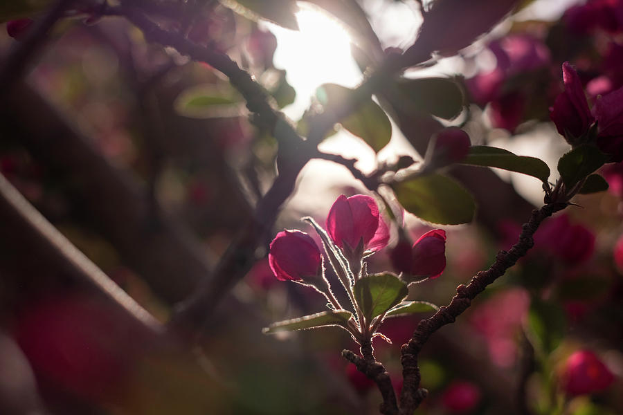 Crabapple Buds Searching for Sun Photograph by Mary Lee Dereske