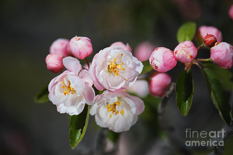 Crabapple Flowers And Buds Photograph by Joy Watson