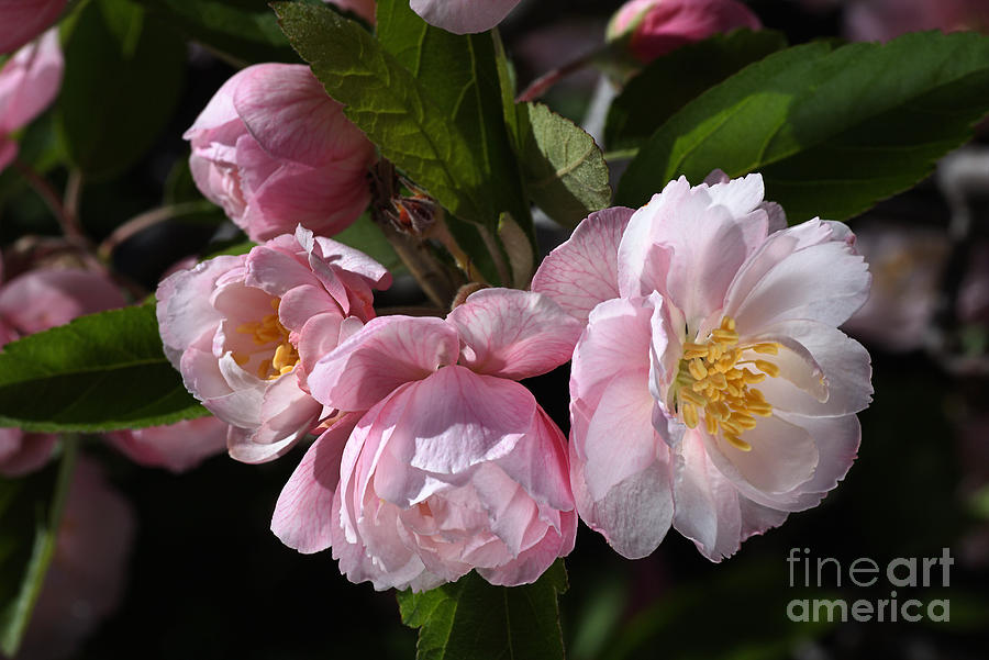 Crabapple Flowers In Spring Photograph by Joy Watson