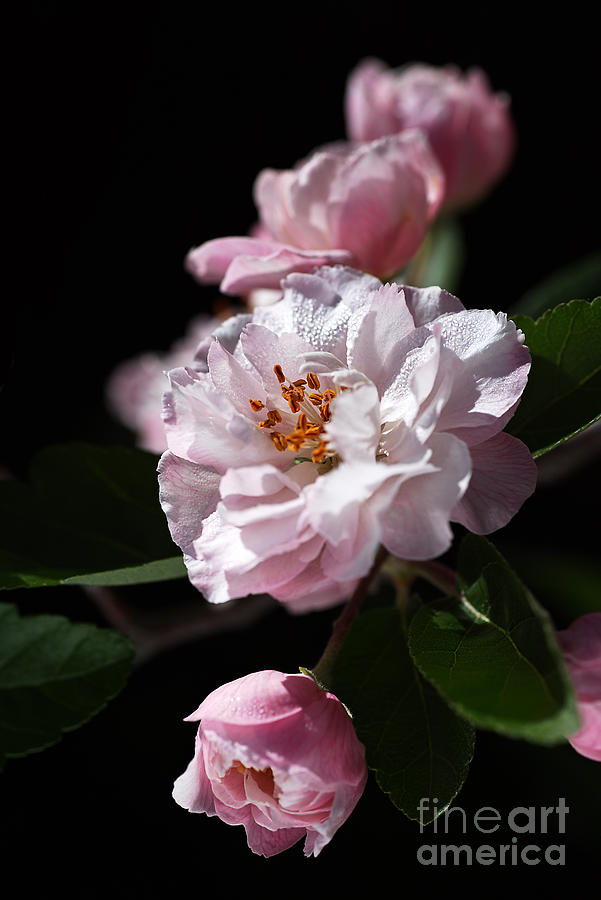 Nature Photograph - Crabapple Flowers by Joy Watson